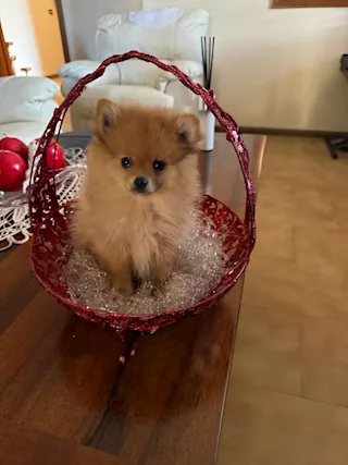 Spitz nani tedeschi di pomerania in vendita