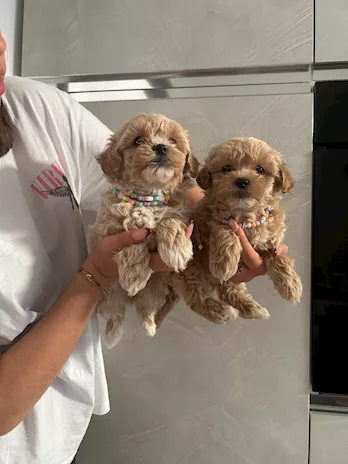 Maltipoo - Propongo meravigliosi cuccioli di - Foto 3