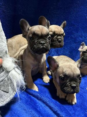 Bulldog francese cuccioli - Foto 2