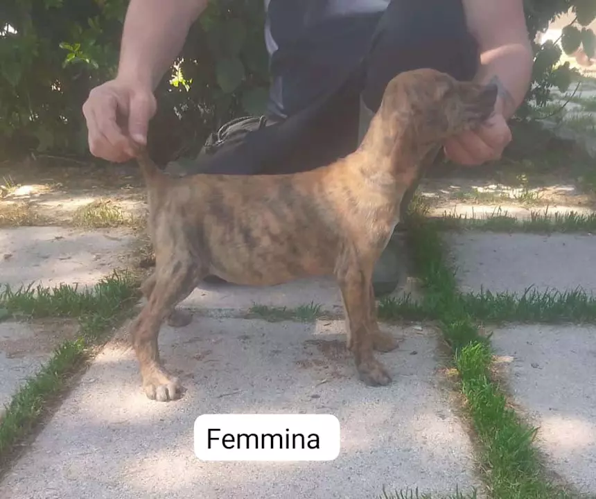 Foto 3 Segugi maremmani cuccioli di grandissima riuscita