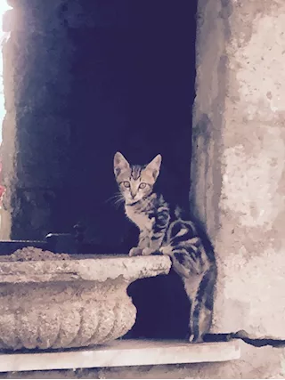 Dama di compagnia
