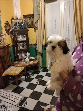 Cucciola di Shitzu, prezzo trattabile - Foto 5