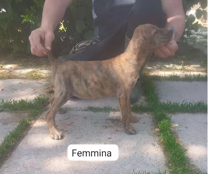 Segugi maremmani cuccioli di grandissima riuscita - Foto 3