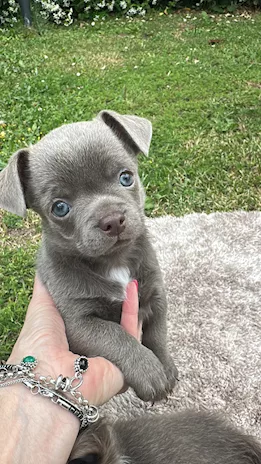 Chihuahua con pedigree