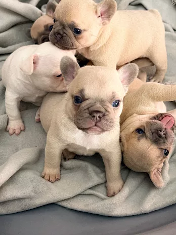 Cuccioli di Bulldog Francese