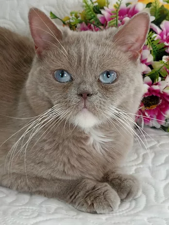 British Shorthair femmina