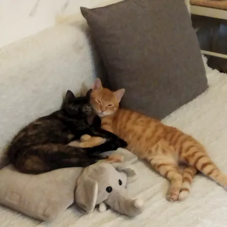 Due gattini