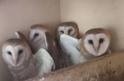 Barbagianni (tyto alba) - Foto 4