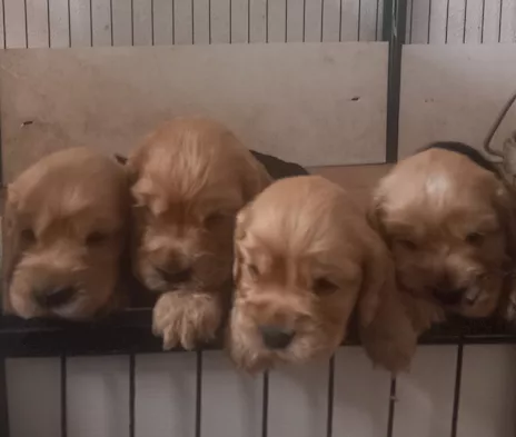 Cocker spaniel con pedigree ENCI