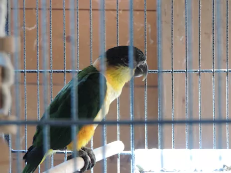 Cedo un caicco testa nera