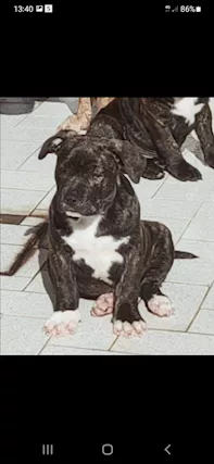 American Razza Pitbull UKC, genitori visibili, prezzo trattabile - Foto 2