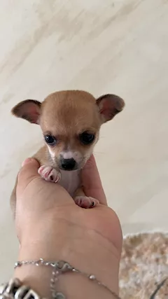 Chihuahua
