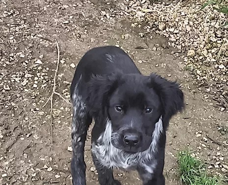 Springer Spaniel cucciolo