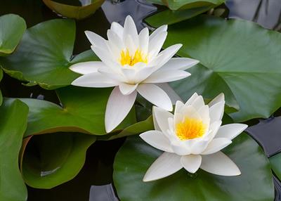 Piante acquatiche per laghetto e acquario