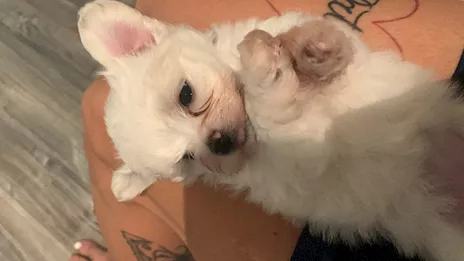 Cucciolo femmina maltese toy