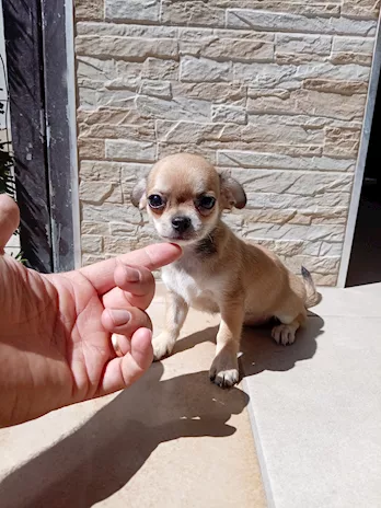 Cucciole di Razza Chihuahua toy - Anteprima 3