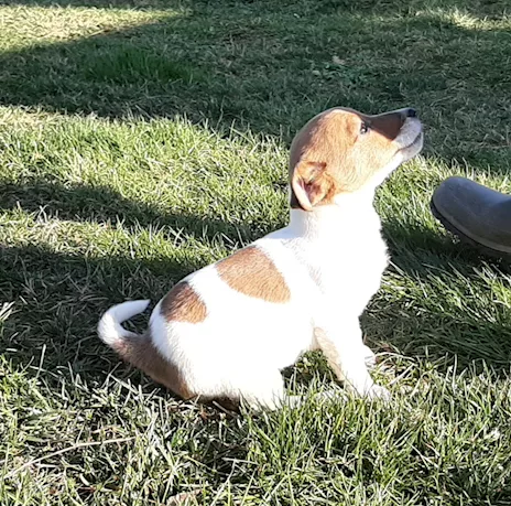 Jack Russell Terrier cuccioli