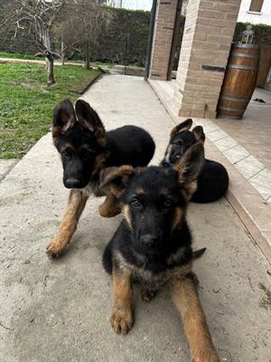 Cuccioli pastore tedesco
