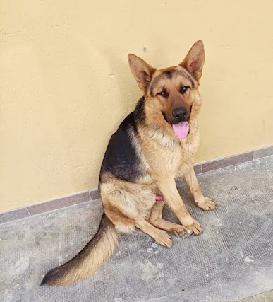 Cuccioli di pastore tedesco