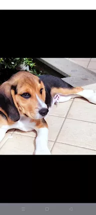 Cucciolo Beagle tricolore