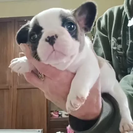 Cuccioli di Razza bulldog francese con pedigree ENCI - Foto 3