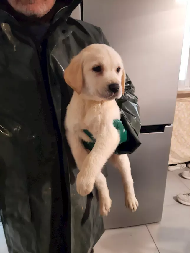 Labrador Retriever, colore miele