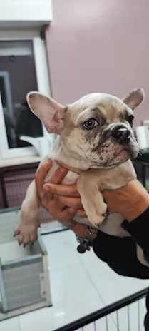 Cedo femmina di bulldog francese di 2 anni