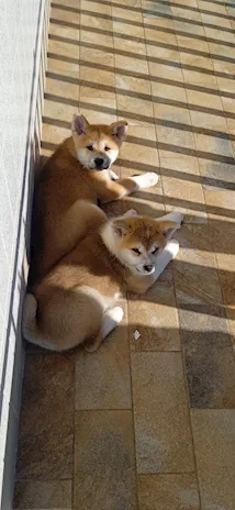 Akita Inu