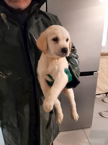 Labrador Retriever, colore miele - Anteprima 1