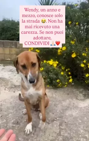 Wendy 18 mesi dalla strada a breve in canile sud