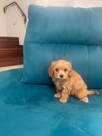 Cuccioli maltipoo