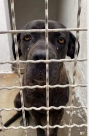 Corso femmina giovane e molto triste in canile
