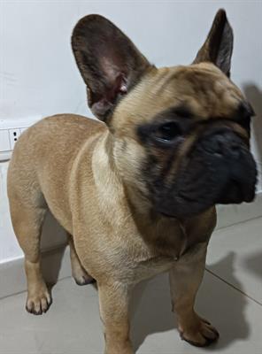 Bouledogue francese disponibile per monta.con pedigree