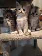 Cuccioli Maine Coon
