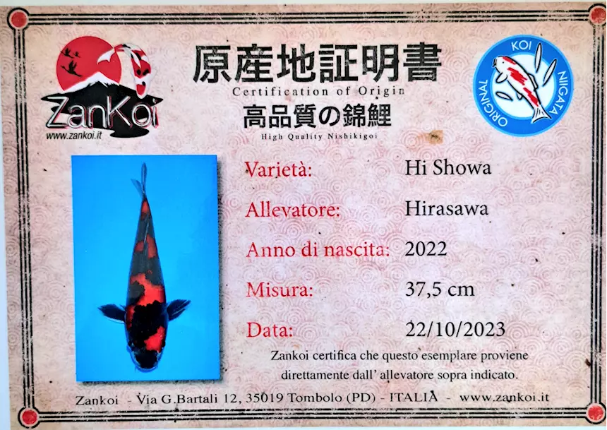 Carpe Koi