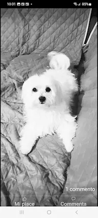 Cuccioli maltesi linea coreana americana - Anteprima 1