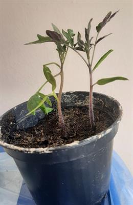 Piante pomodori Cuor di Bue vere Bio