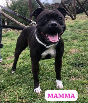 Staffordshire bull terrier cuccioli - Foto 6