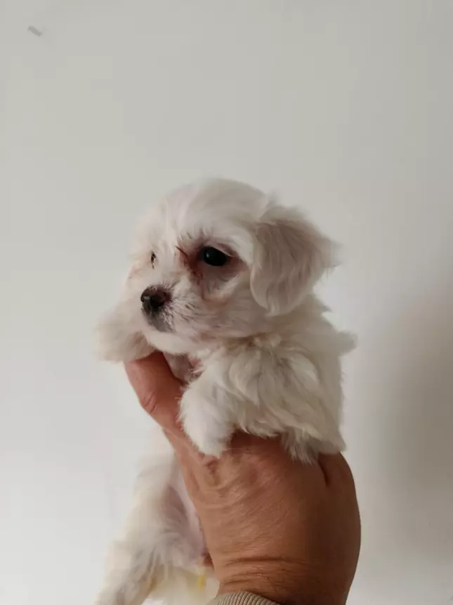 cuccioli-di-razza-maltipoo-piccini-cani-a-napoli