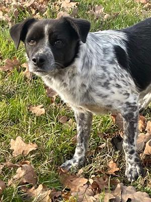 Linus, cagnolino di taglia piccola