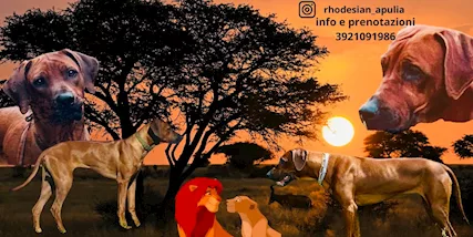 Rhodesian Ridgeback
