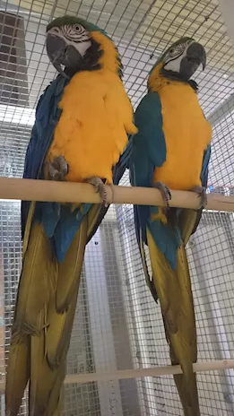 Coppia di ara ararauna