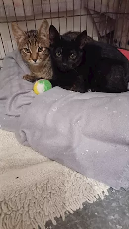 Gattine inseparabili