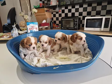 Cuccioli di Cavalier King da privato
