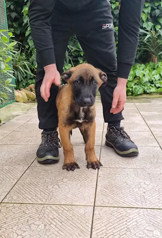 Cuccioli Pastore Belga Malinois in tutta Italia