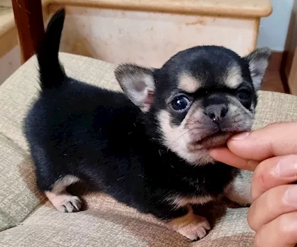 Mini cucciolo di Chihuahua dolcissimo