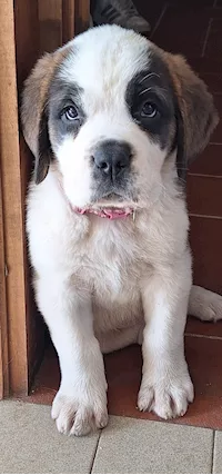 Cuccioli di San Bernardo