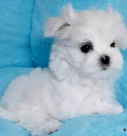 Cuccioli Maltese mini
