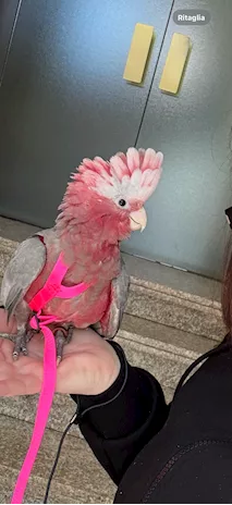 Cacatua rosecapille