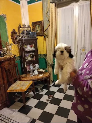 Cucciola di Shitzu, prezzo trattabile - Foto 3